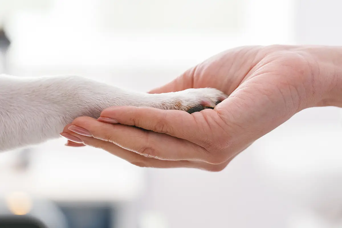 Dog placing paw in hand