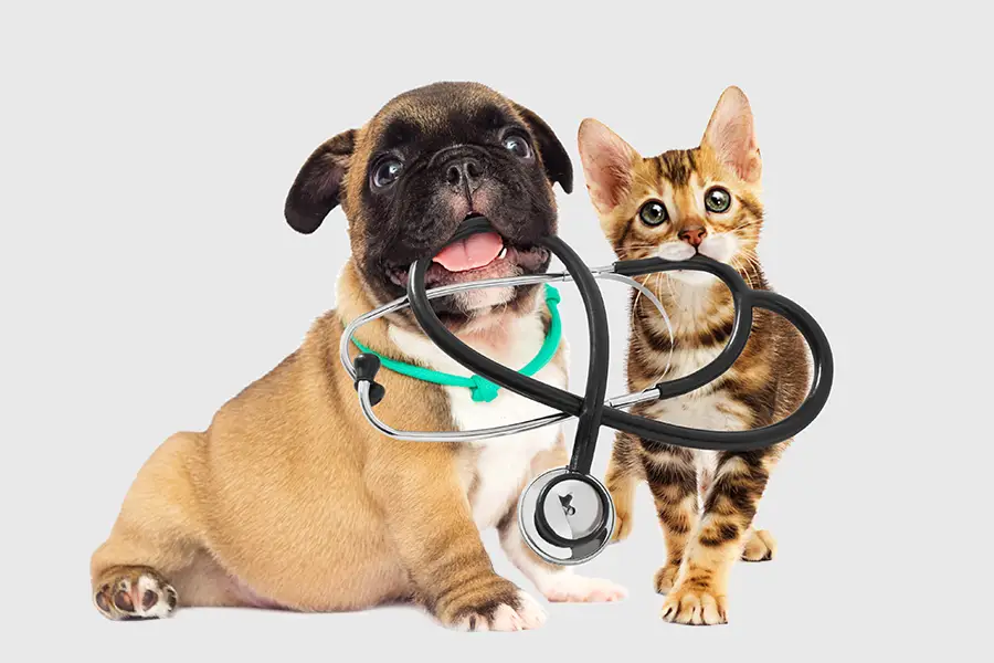 Cat & dog holding a stethoscope