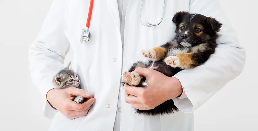 Vet holding a kitten and pup