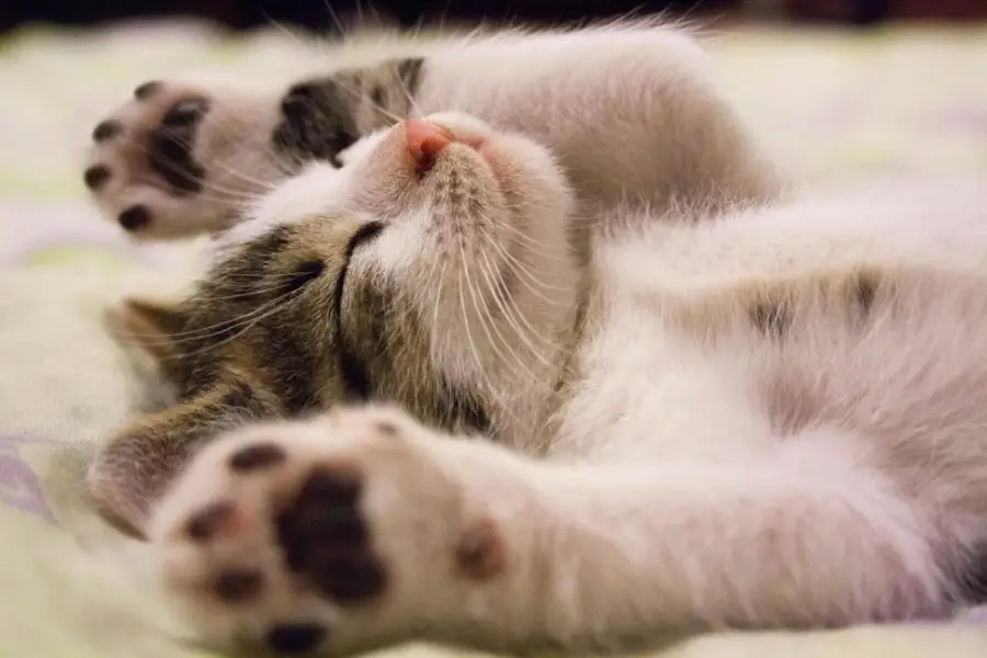 Kitten sleeping