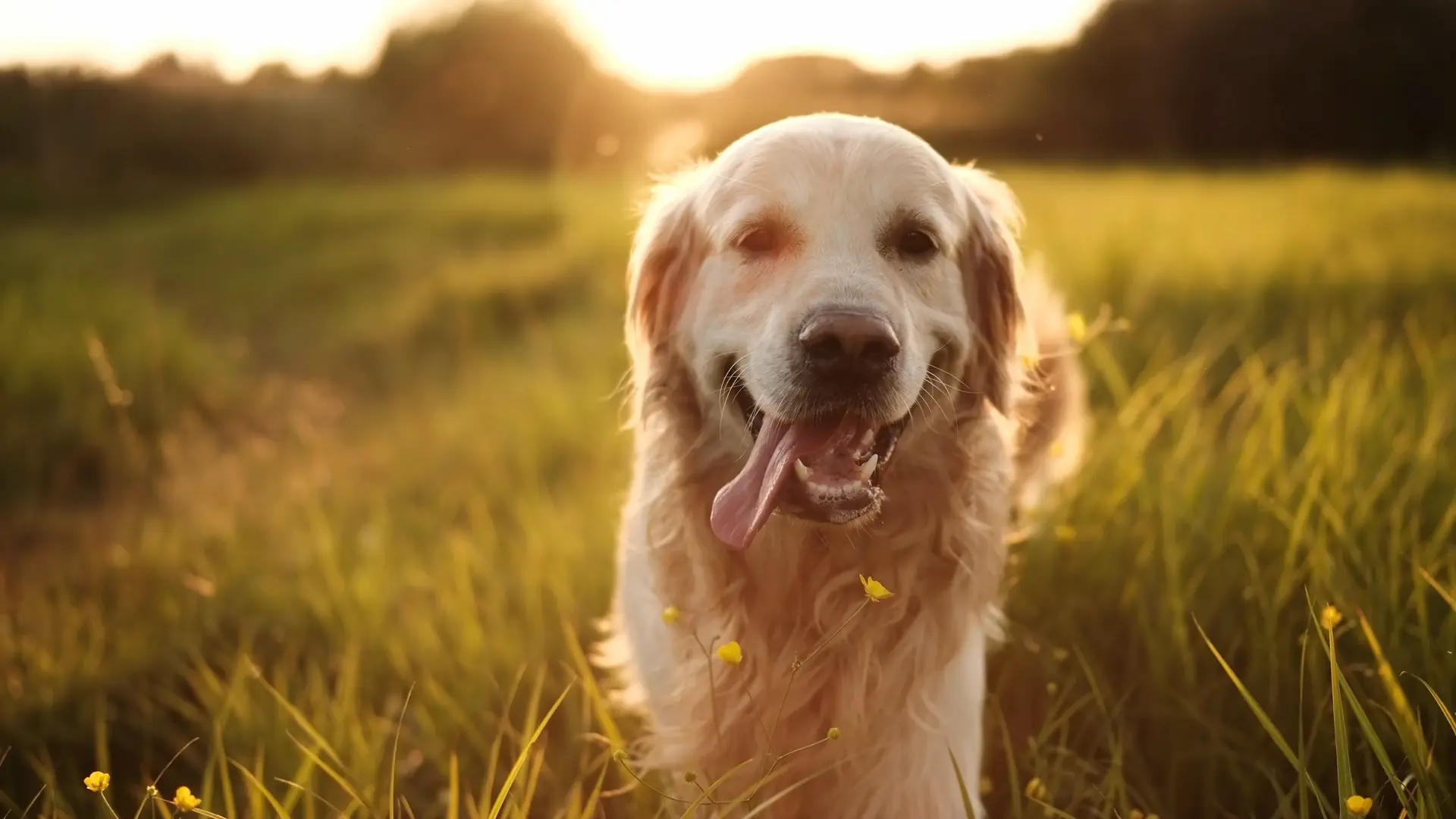 Golden retriever outside in a field