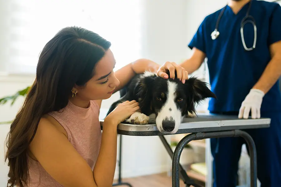 Woman petting sick dog at the veterinarian